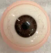 Moveable eyes + Blood Vessels (FREE)